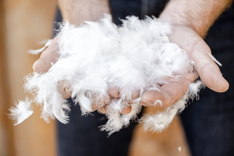 Feathers - What Are Comforters Made Of